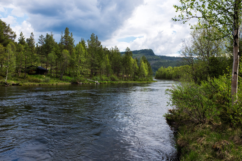 green trees by flowing river with mountain in background