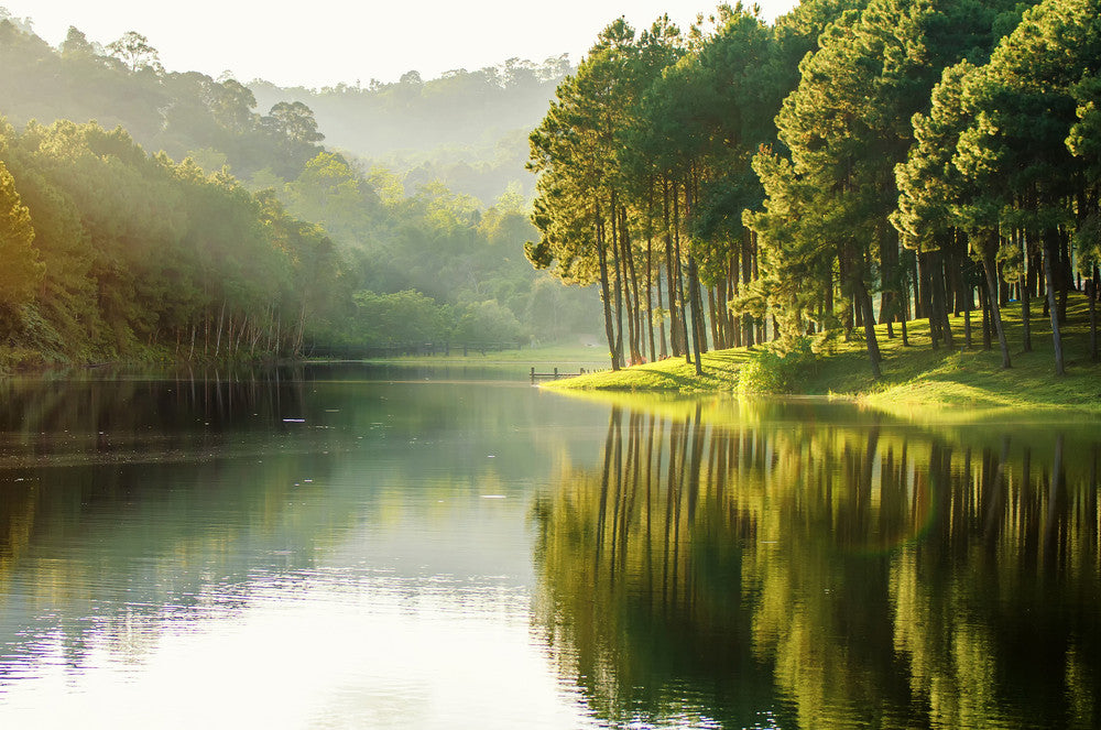 green forest and still water